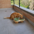 Mascota 6