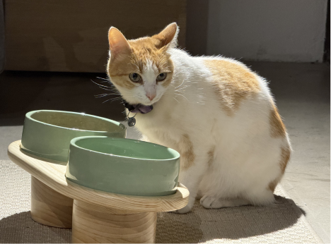comedero-uso-gatuno-2